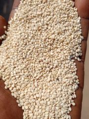 humera sesame - Image 1