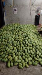 Premium Fresh Indonesian Manggo – product photo 2, product detail gallery