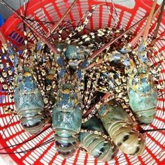 Frozen Fresh Lobsters Wholesale / Frozen Fresh Lobsters Export Bulk Price Fresh Live Lobsters For Food Service Suppliers - Image 2