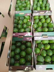 Hass Avocado – product photo 5, product detail gallery