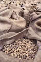 TJ Peanut Kernels HPS - Image 2