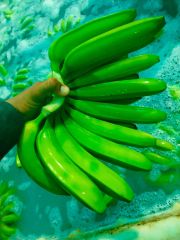 Fresh Banana – product photo 3, product detail gallery