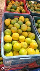 Fresh juicy oranges – product photo 3, product detail gallery