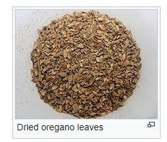 Origanum vulgare - Image 2