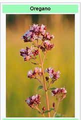 Origanum vulgare - Image 3