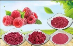IQF Red Raspberry Whole Frozen Raspberries Hot Sale Shape Whole Origin China Grade Gradea Model NO. IQF Packaging Bulk Taste - Image 3