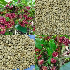 Robusta Coffee Beans, screen 18, grade 1, clean - Image 1