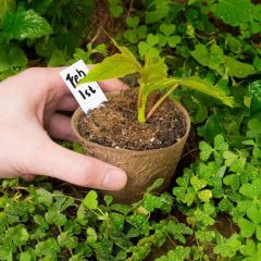 Plant Pot Making Machinebiodegradable Planting Pot Making Machine - Image 6