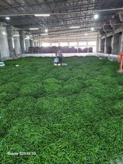 Fresh Green Chilli - Image 2
