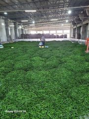 Fresh Green Chilli - Image 1