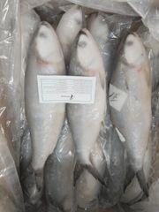Frozen Milkfish - Image 1