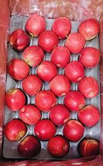 FRESH ROYAL BEAUT APPLES FOR SALE!! CLASS 1 EXPORT QUALITY ROYAL BEAUT APPLES FOR EXPORT – product photo 1, product detail gallery