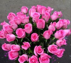 Rose - Image 1