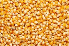 Maize (Corn) – product photo 2, product detail gallery