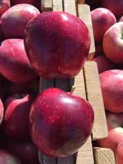 Fresh Apples/Royal Gala/Granny smith/Fresh Fruits! Color Red Type Apple Taste SWEET Style Fresh Grade TOP GRADE Weight (kg) - Image 2