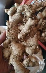 Ginger – product photo 4, product detail gallery