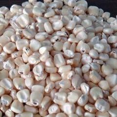 Best Quality white corn for human and animal feed cheap prices south africa sweet corn - Image 2
