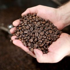 Farm Selected Robusta Coffee Bean 98% Purity Assured Robusta Coffee Bean For Professional Roasting Companies - Image 2