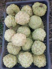 Custard Apples - Image 1