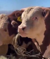 Brazilian Slaughter Calves - Image 2