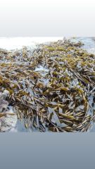 Macrocystis Dried seaweed Brown from peru - Image 7