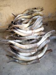 Paired Cow Horns - Image 3
