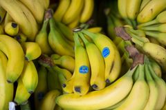 Fresh Chiquita Bananas Perfect For Breakfast Smoothies Healthy Snacks and Delicious Fruit Platters at Home - Image 4