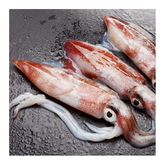 Premium Quality Frozen Whole Loligo Squid Bulk Stock At Wholesale Cheap Price - Image 4