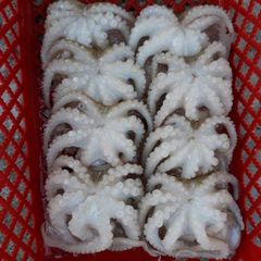 Fresh And Frozen Seafood Octopus Frozen Octopus For Sale. - Image 5