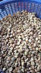 Indian coffee beans robesta  Packaging Details 60 KG in Jute - Image 1