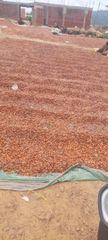 Dry cocoa seeds - Image 1