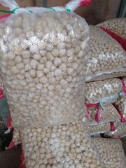 Candlenuts - Image 3