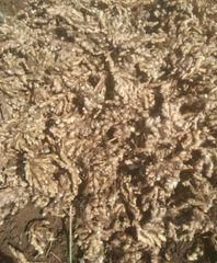 Indian Fresh Ginger – High Oleoresin & Strong Aroma Quality;Soil-Free, Machine-Washed, Ready for Export; - Image 5