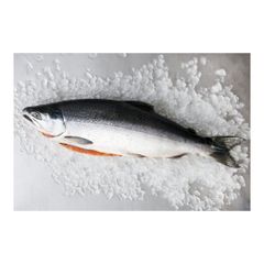 Salmon Fish Frozen Fillet Fresh And Frozen Atlantic Salmon Fish/Whole Frozen Salmon/Salmon Head For Sale. - Image 2