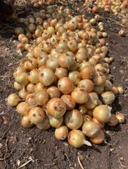 Fresh Onion – product photo 2, product detail gallery