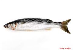 Japanese Frozen Yellow Tail Fillet Seafood Frozen Fish Frozen Fish Mackerel frozen prices pacific - Image 2