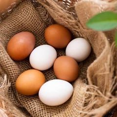Brown And White Chicken Eggs Wholesale Supply – product photo 5, product detail gallery
