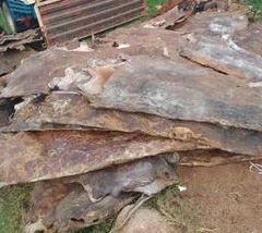 Sun Dried Cow Hides - Image 1