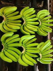 Cavendish Banana – product photo 3, product detail gallery