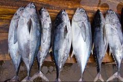 FRESH TUNA FISH /SKIPJACK TUNA/YELLOW - Image 3