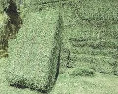 Alfafa Hay Shelf Life 2 YEARS Place of Origin - Image 1