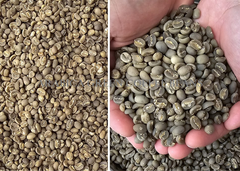 Arabica Coffee Green Beans Indonesia. – product photo 3, product detail gallery