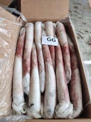 squid loligo vulgaris - Image 1