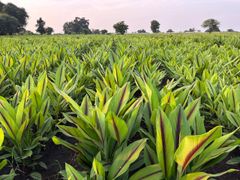 Black Turmeric/ Blue Turmeric/ Curcuma Caesia/ kali haldi - Image 2