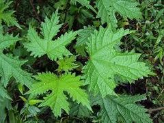 Himalayan Bay Leaves Place of Origin India, Himalayas Specification Straight from the depth of Himalayas Leaf Appearance Tall, Hardy Stems With Distinct Serrated Leaves - Image 1