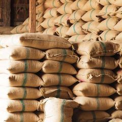 Cocoa Beans – product photo 3, product detail gallery
