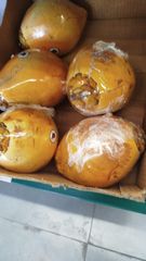 Coconut - Image 1
