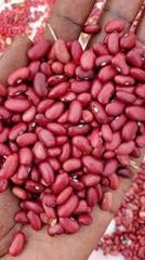 Red Kidney Beans (Wairimu) – product photo 3, product detail gallery