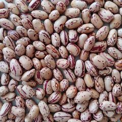 Grade A Sugar Beans - Image 1