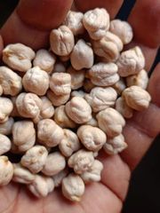 Kabuli Chana (ChickPeas) - Image 1